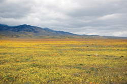 Lasthenia, or Goldfields, photographed in our local mountains.