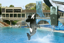 With Shamu and other killer whales displaying their impressive acrobatic skills, this show is SeaWorld