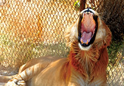 Patrick is a liger - a mix between a lion and a tiger. Had his father been a tiger and mother a lion, he would have been a tigon.