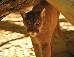 Not every Shambala animal is far from home. Sheena, a mountain lion, could just as easily be found in our local mountains, except for one thing: once introduced to and made dependant on humans, animals like Sheena can never be returned to the wild. T