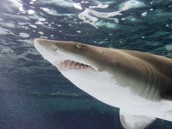 Budding marine biologists will delight in the up-close-and-personal Aquarium of the Pacific experience.