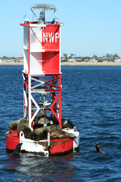 There were no whales to be seen,  but the sea lions were certainly plentiful.