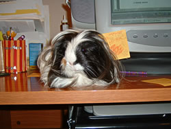 Oreo the guinea pig, loved by Alexandra Chan