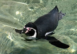 The Santa Barbara Zoo boasts the arrival of 14 Humboldt penguins this June. The exhibit will offer both above ground and underwater viewing of these active birds. Photo courtesy of Michael Durham/Oregon Zoo.