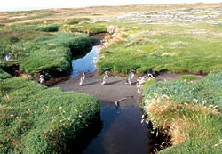 For a cool-weather, once-in-a-lifetime trip, consider visiting penguins in their natural habitat. The Magellan penguins live in large migratory colonies just north of Punta Arenas in Southern Chile.