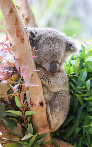 Santa Barbara Zoo