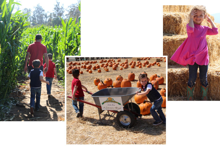 Pumpkin Patch at Limoniera Ranch