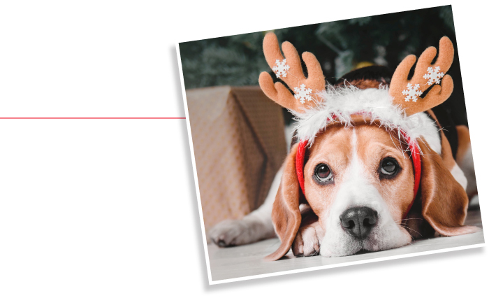 courtesy of Shutterstock