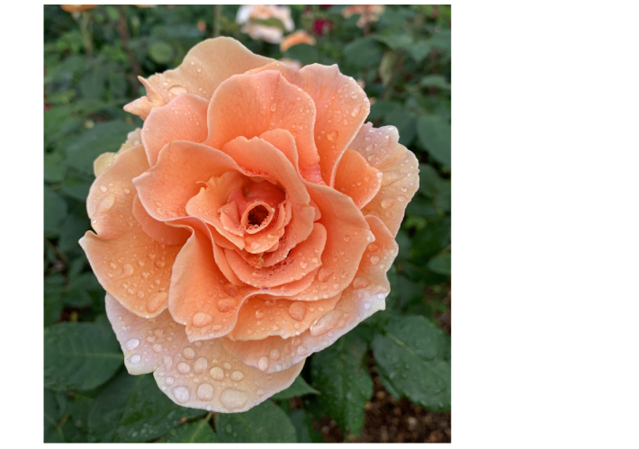 courtesy of Shutterstock