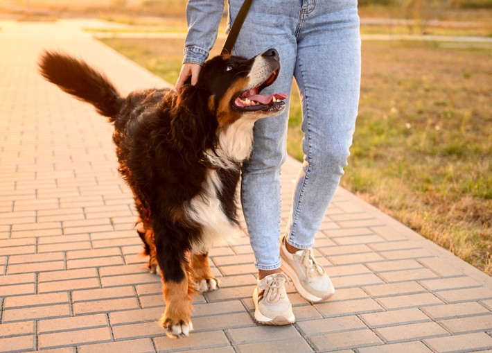 courtesy of Shutterstock