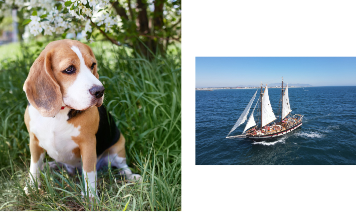 courtesy of Shutterstock (left)